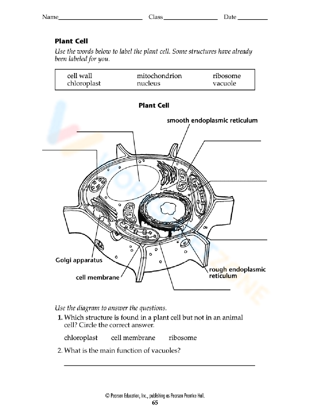 Practice Plant Cell Worksheet 1242