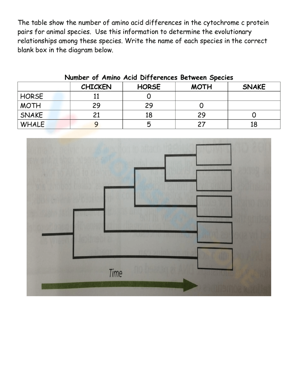 cladogram worksheet