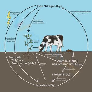 Free Printable Worksheets on Nitrogen Cycle Worksheets
