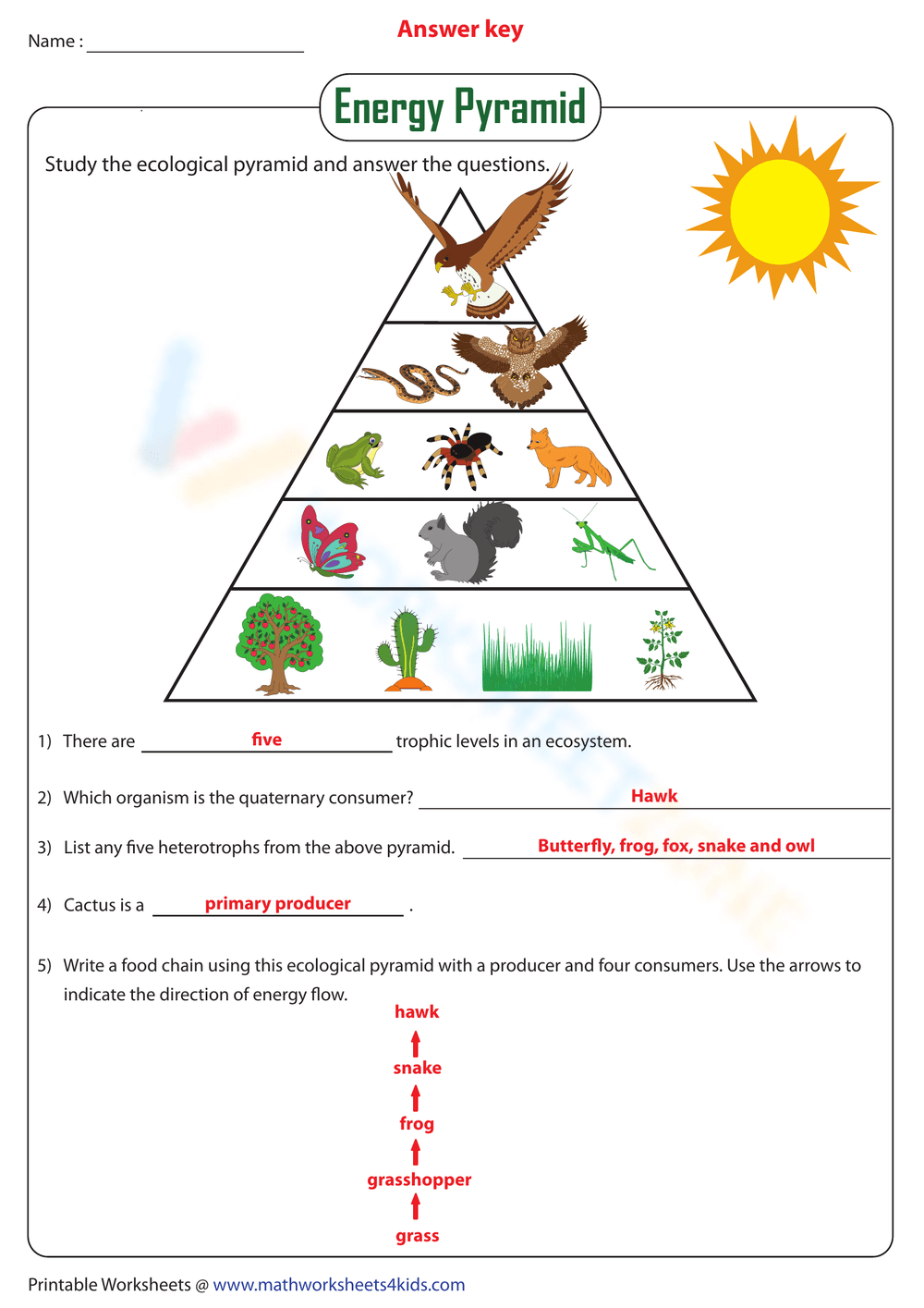 food chain pyramid blank