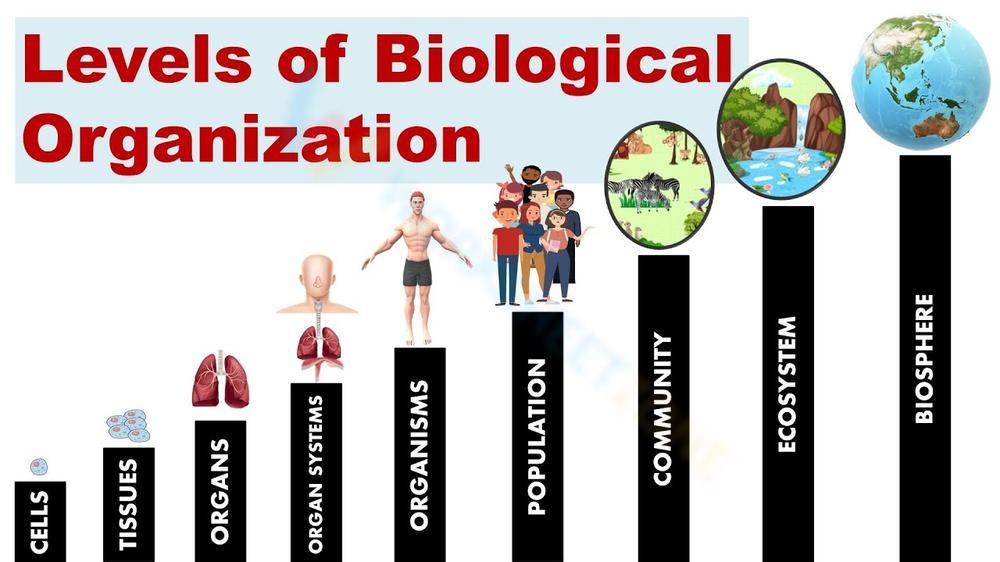 Free Printable Levels Of Biological Organization Worksheets free-printable-levels-of-biological-organization-worksheets
