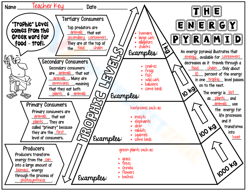 Trophic Levels - Graphic Organizer