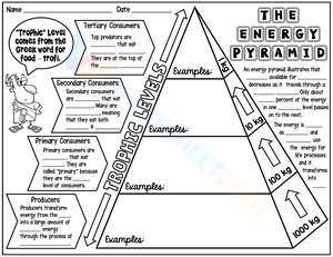 Energy Pyramid worksheets