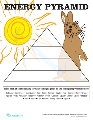 Energy Pyramid worksheets Energy Pyramid worksheets