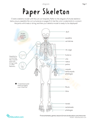 bones of the body worksheet