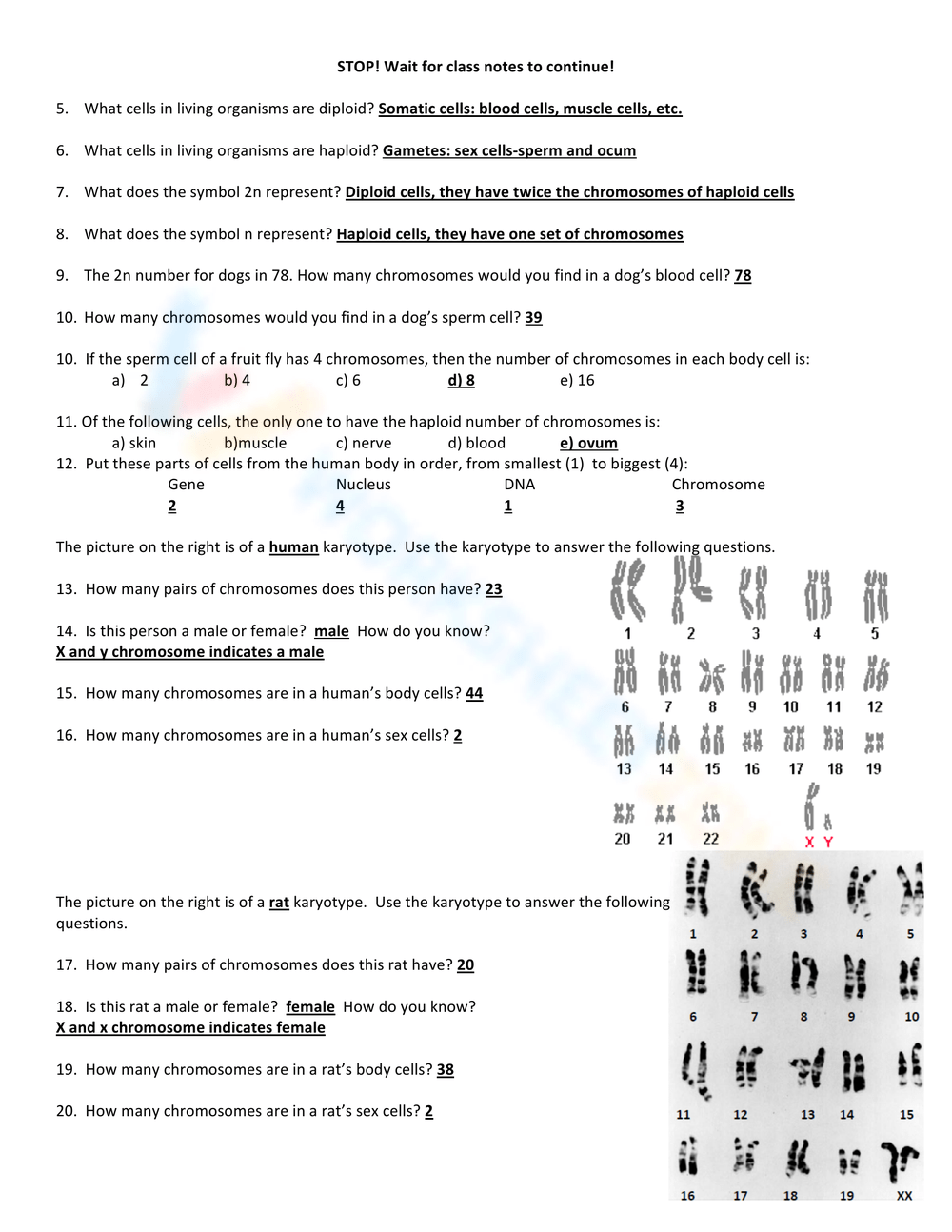 Free Calculating Haploid and Diploid Numbers Worksheets