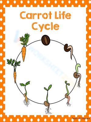 Carrot life cycle