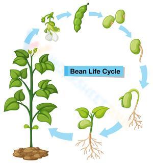 Bean life cycle 2