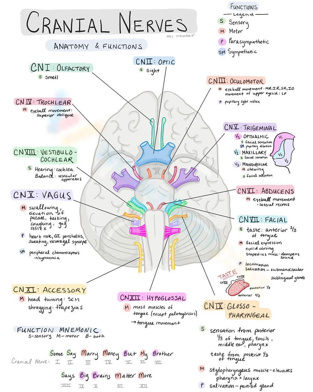 Cranial nerves worksheet 1