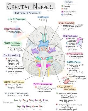 Cranial nerves worksheet 1