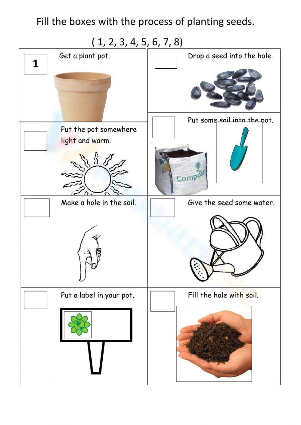 The Process Of Planting Seeds Worksheet