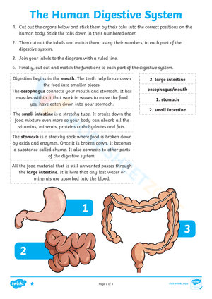 Digestive System Worksheet (3 Levels) | Grade 7 Ready