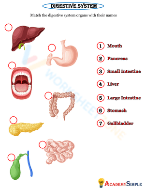 Digestive System Antatomy worksheet 2