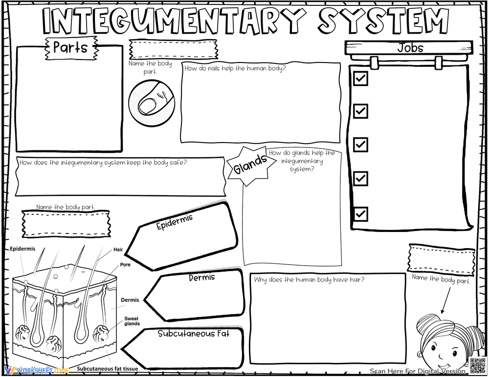 integumentary system body for kids