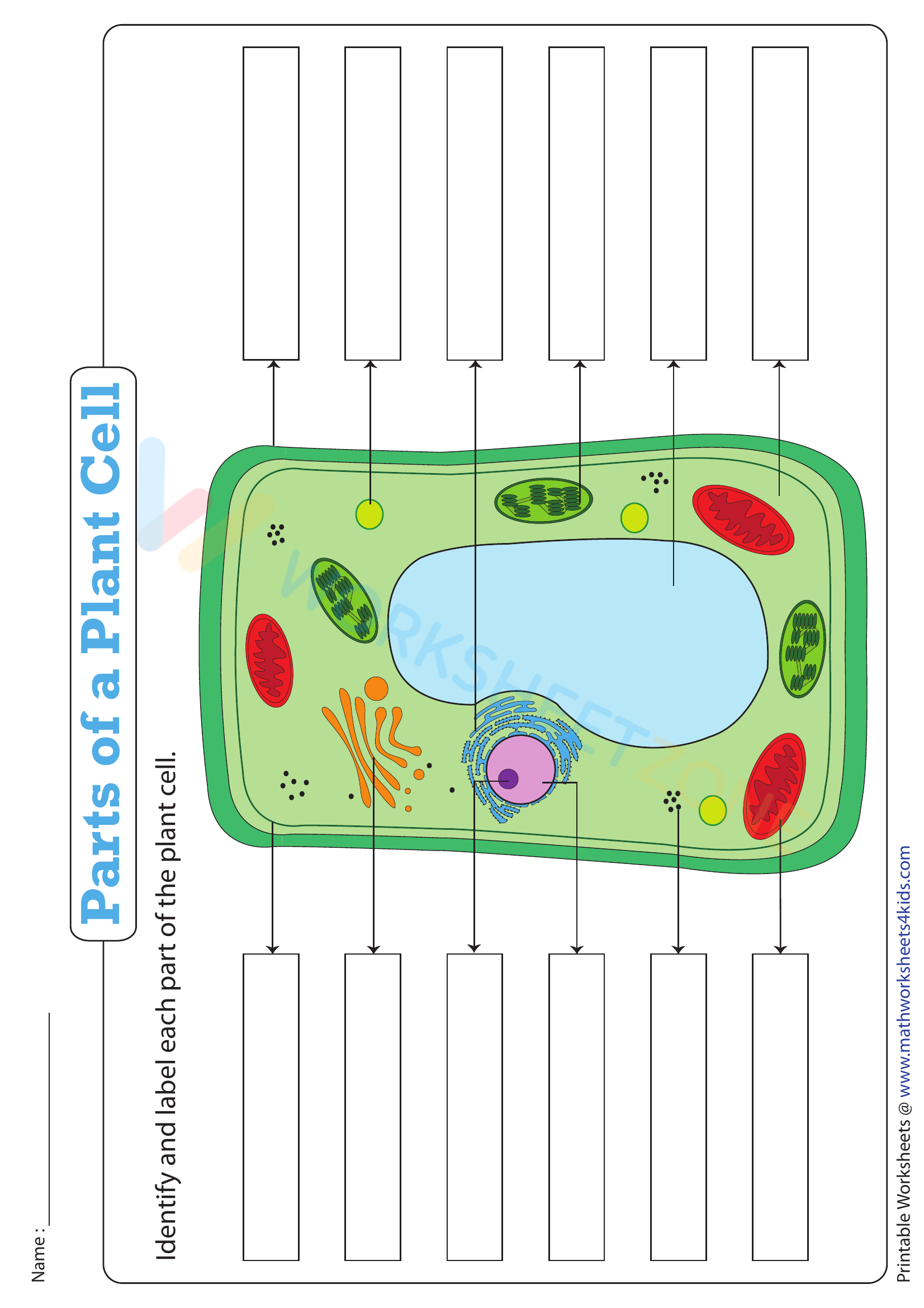 Parts Of A Plant Cell Worksheet Zone 4693