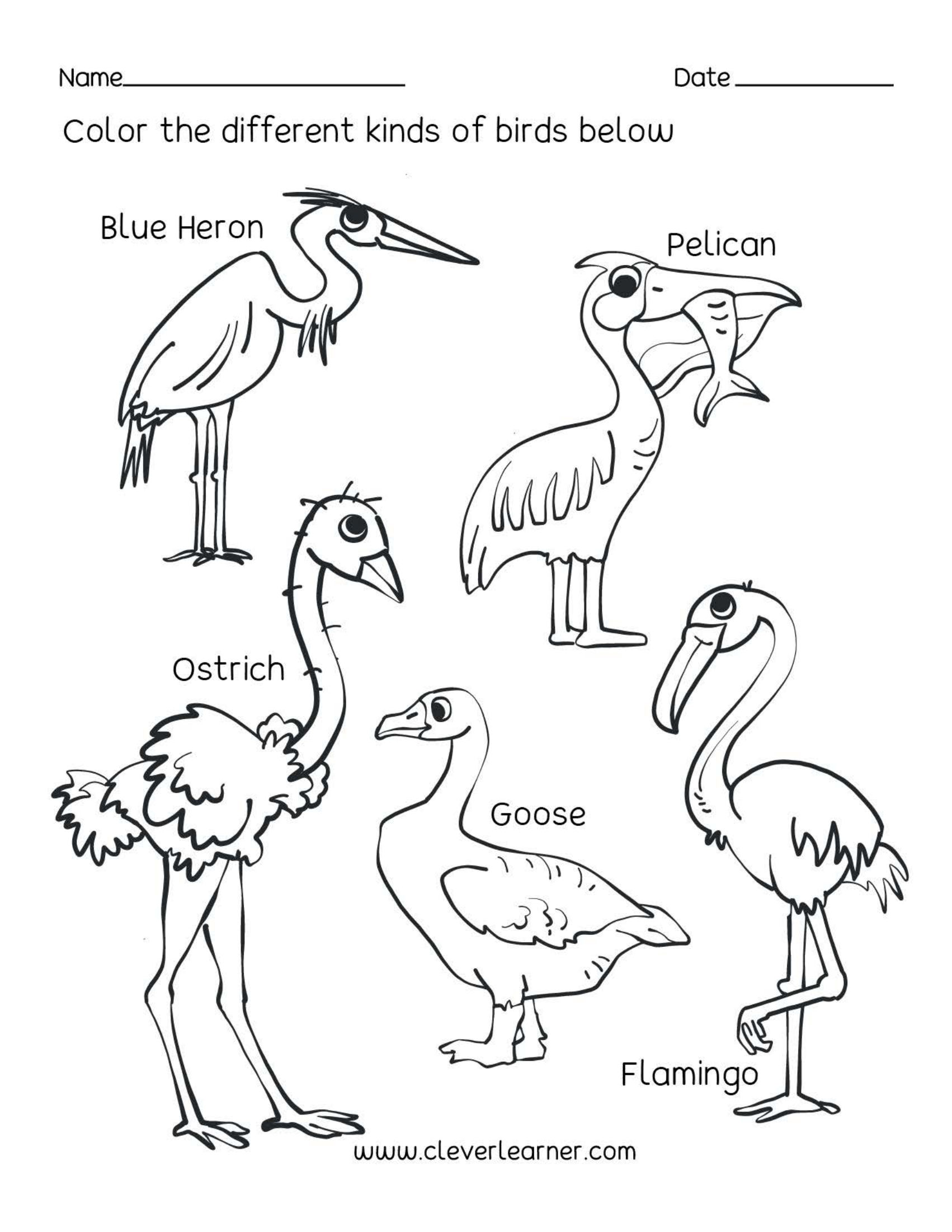 Kinds of Birds | Worksheet Zone