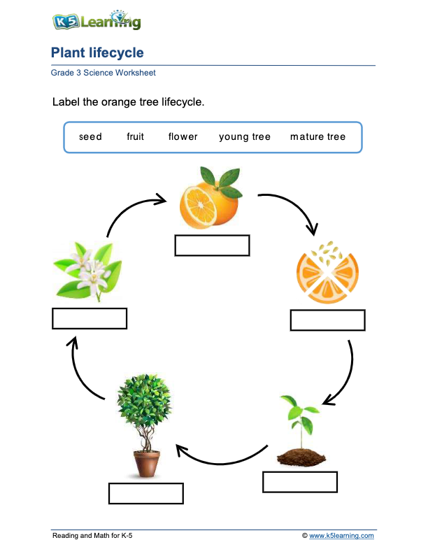 Life Cycle Of Orange