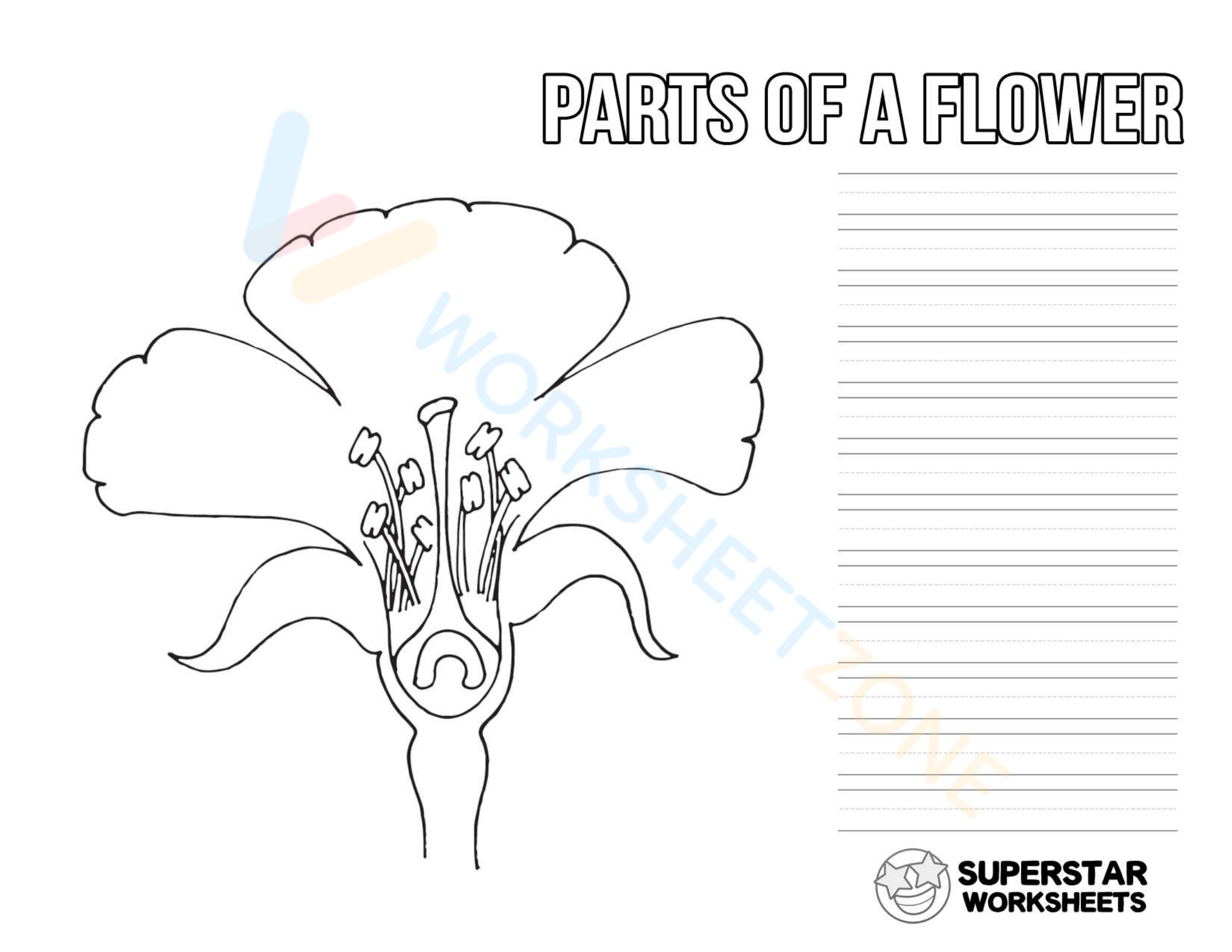 Parts Of A Flower Worksheet Zone