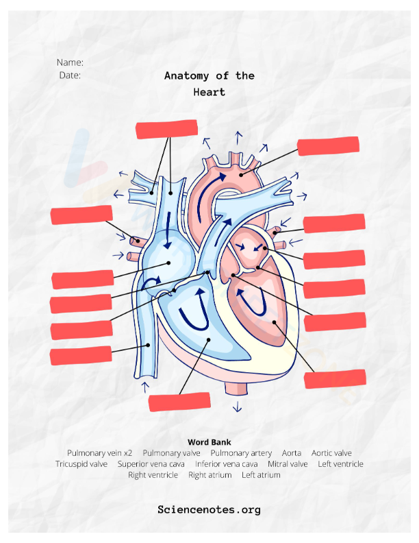 anatomy 1 Worksheet Zone