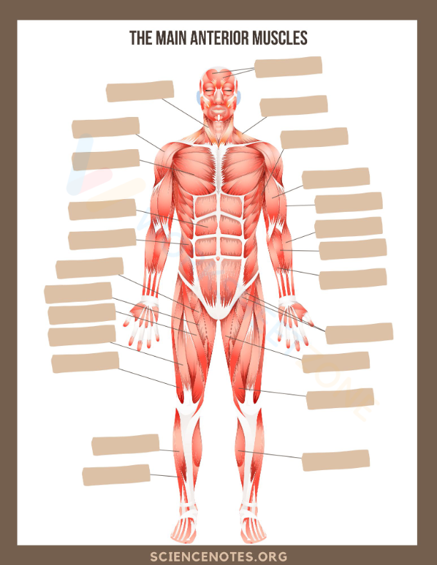 anatomy 4 Worksheet Zone