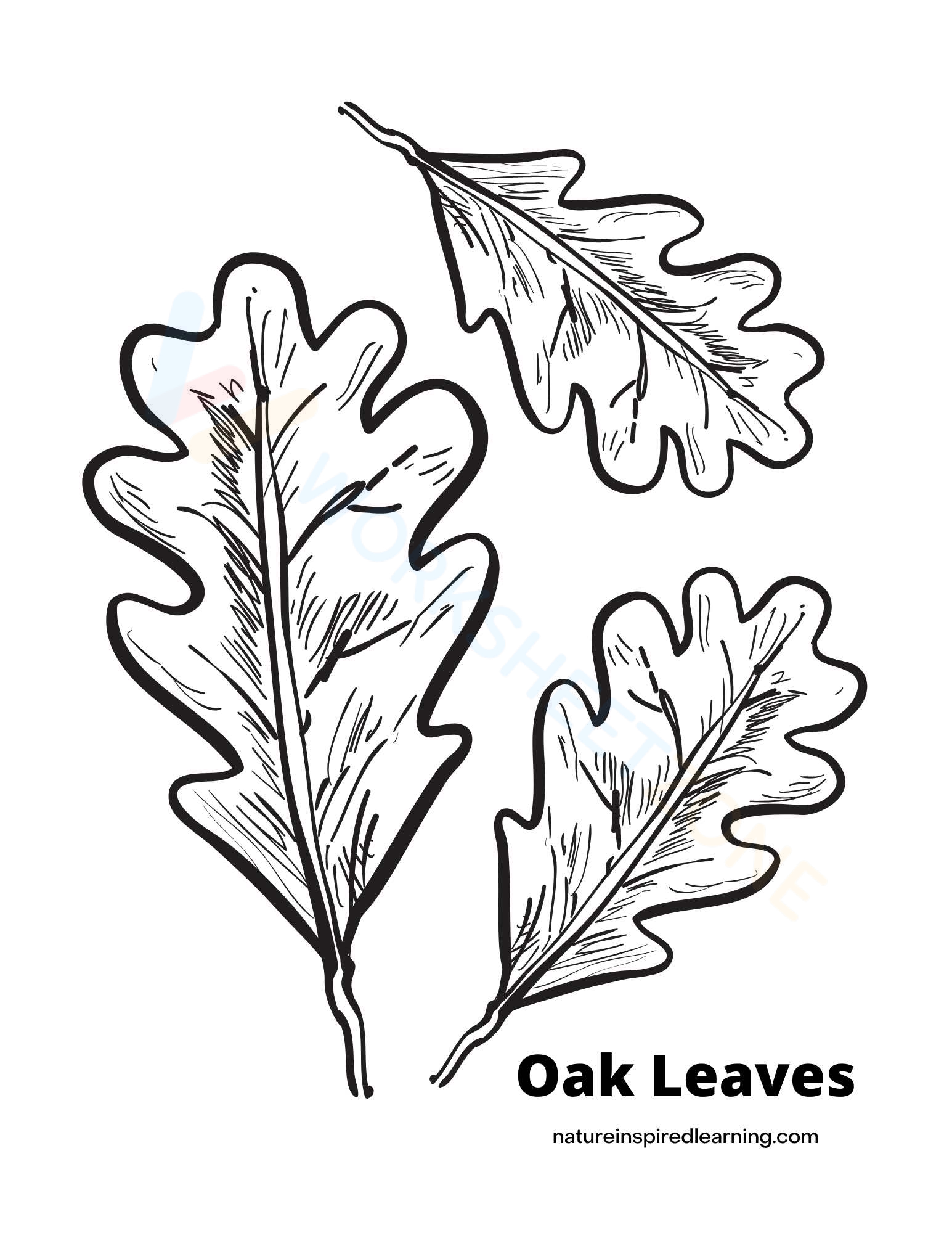 Oak Leaves | Worksheet Zone