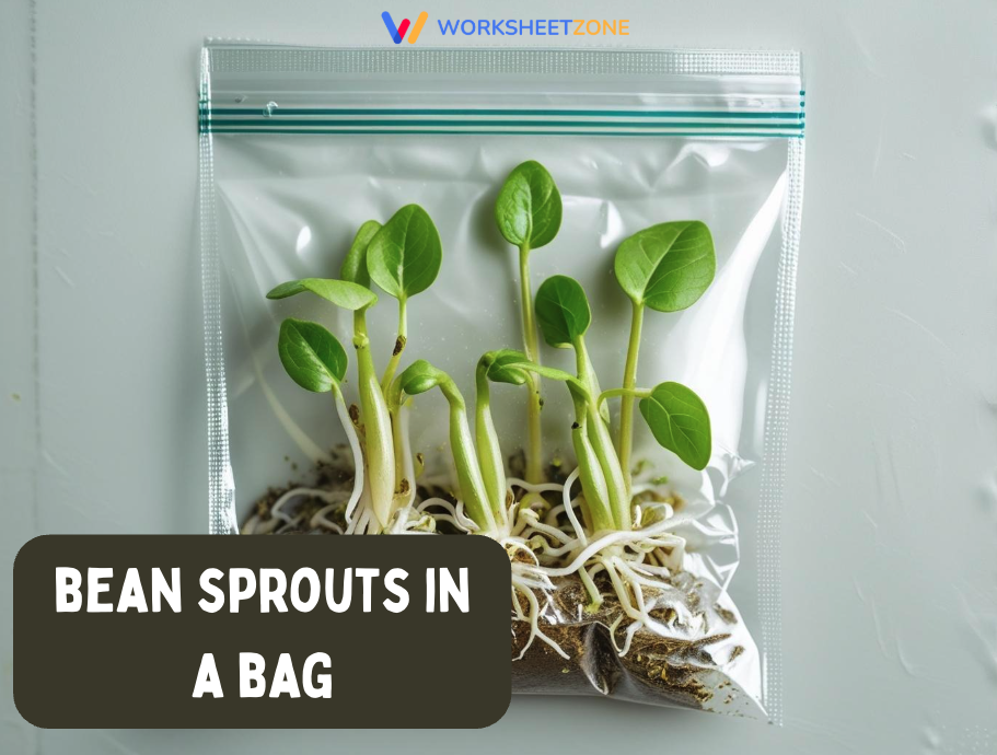Bean sprouts in a bag