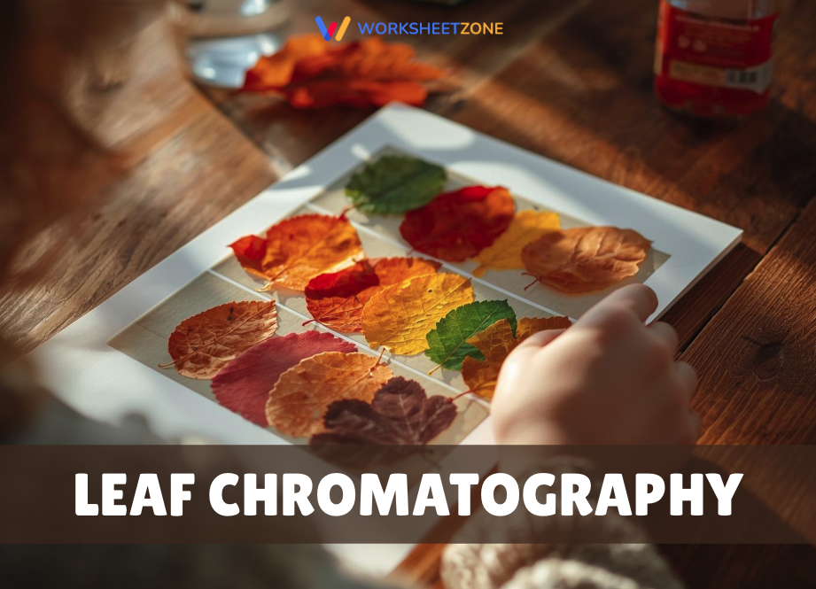 Leaf chromatography