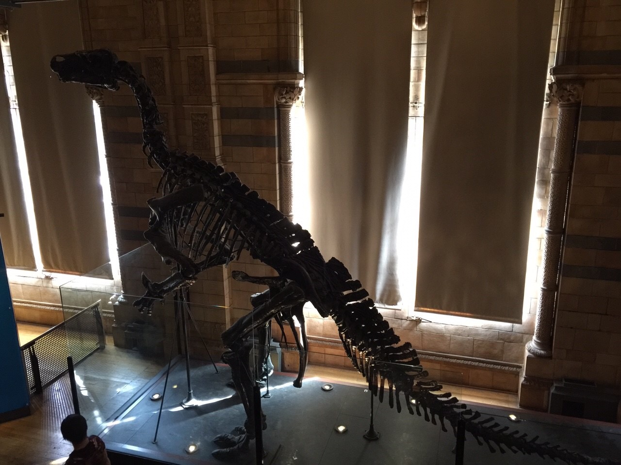 Natural History Museum ロンドン自然史博物館 ロンドン 観光地 口コミ 評判 画像 留学thank You