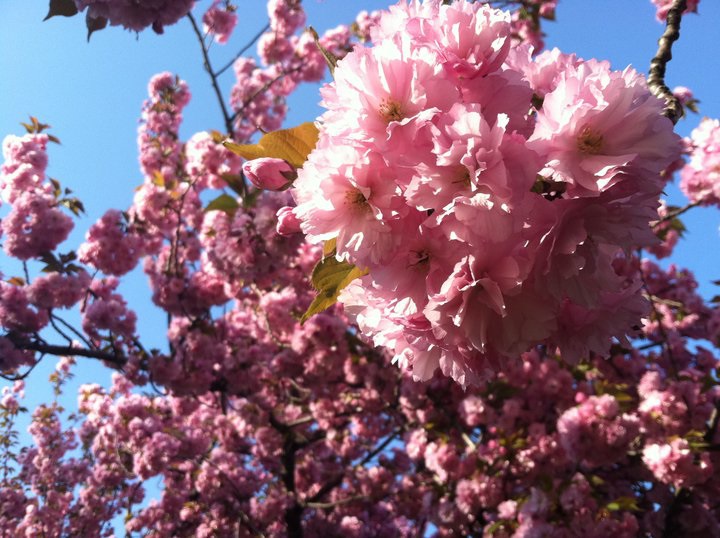 ２．桜まつり（The Sakura Matsuri Cherry Bloosom Festival）