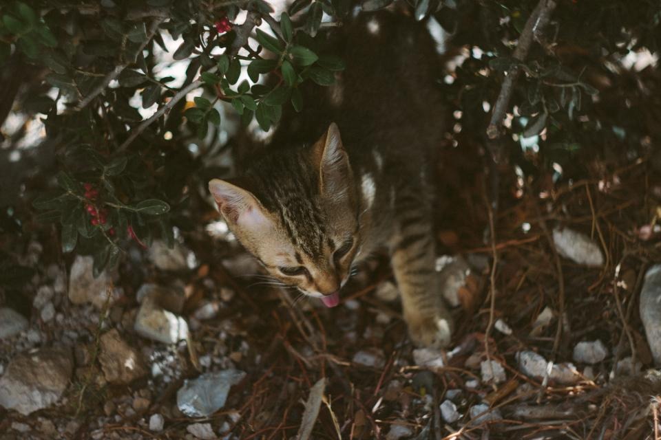 -ジャコウネコという種類の猫ちゃん