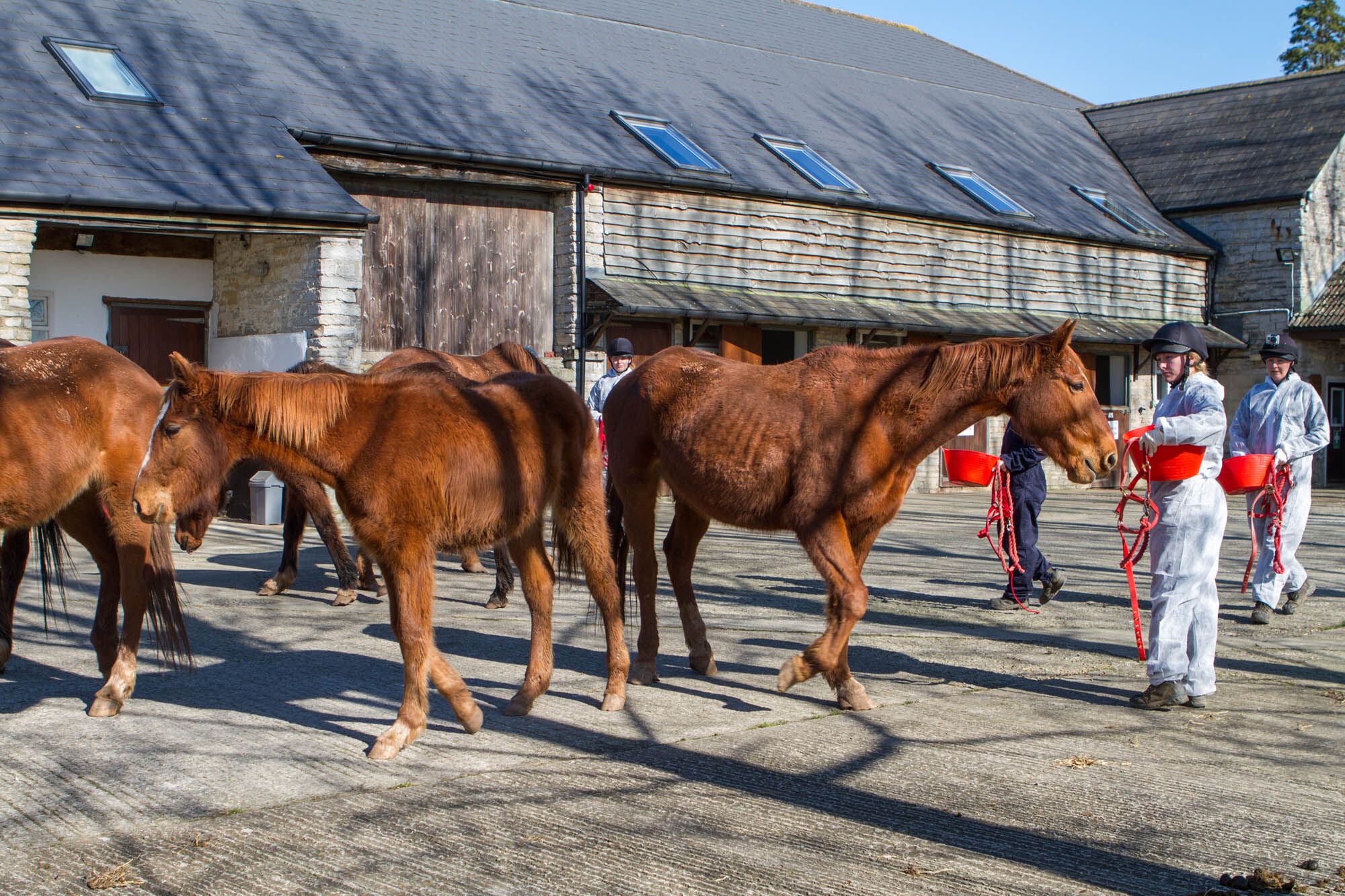 Our Finances - World Horse Welfare