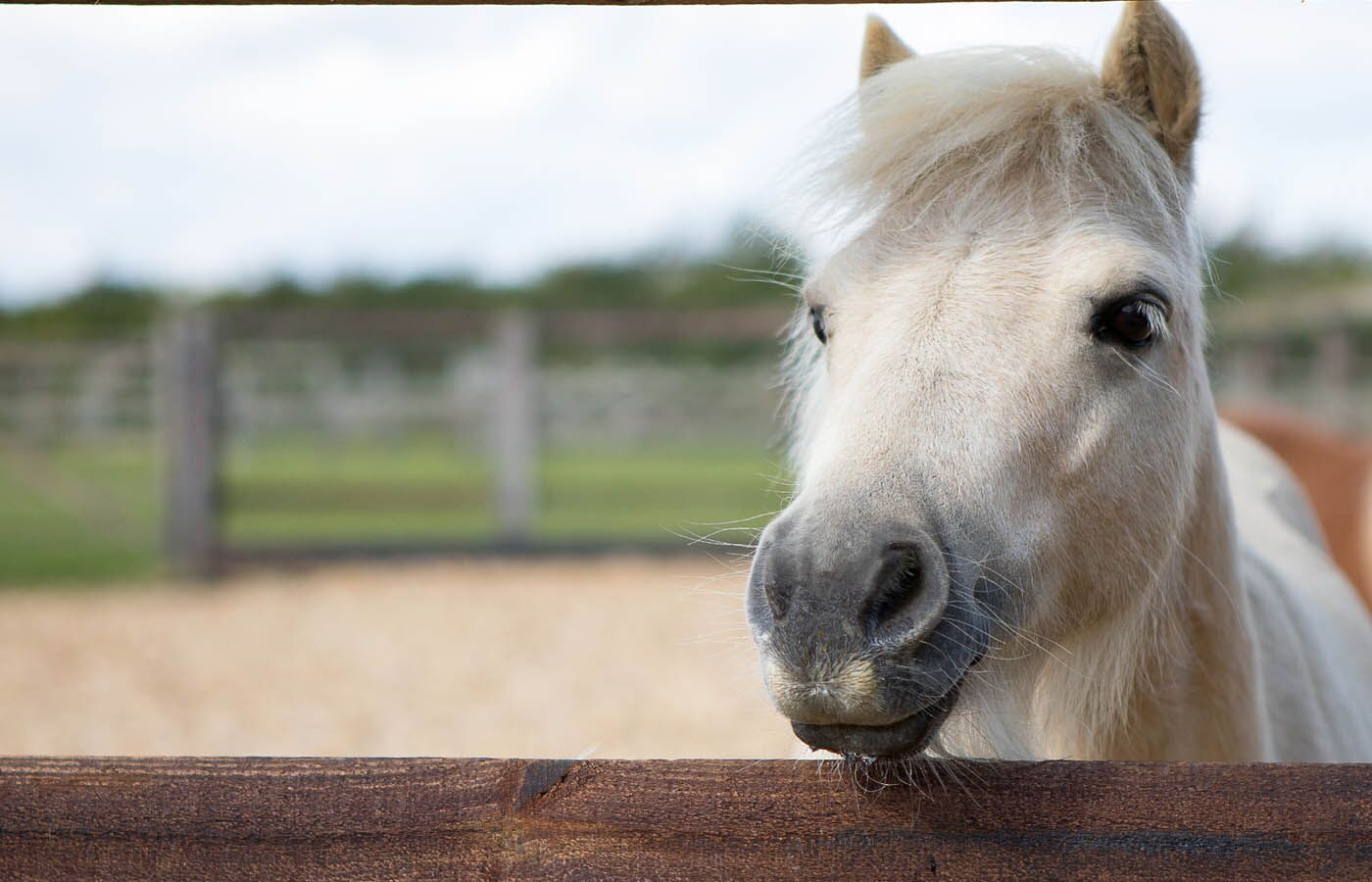 Our commitment - World Horse Welfare