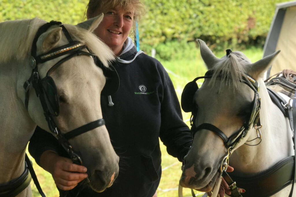 Two grey driving ponies with lady wearing a World Horse Welfare jumper