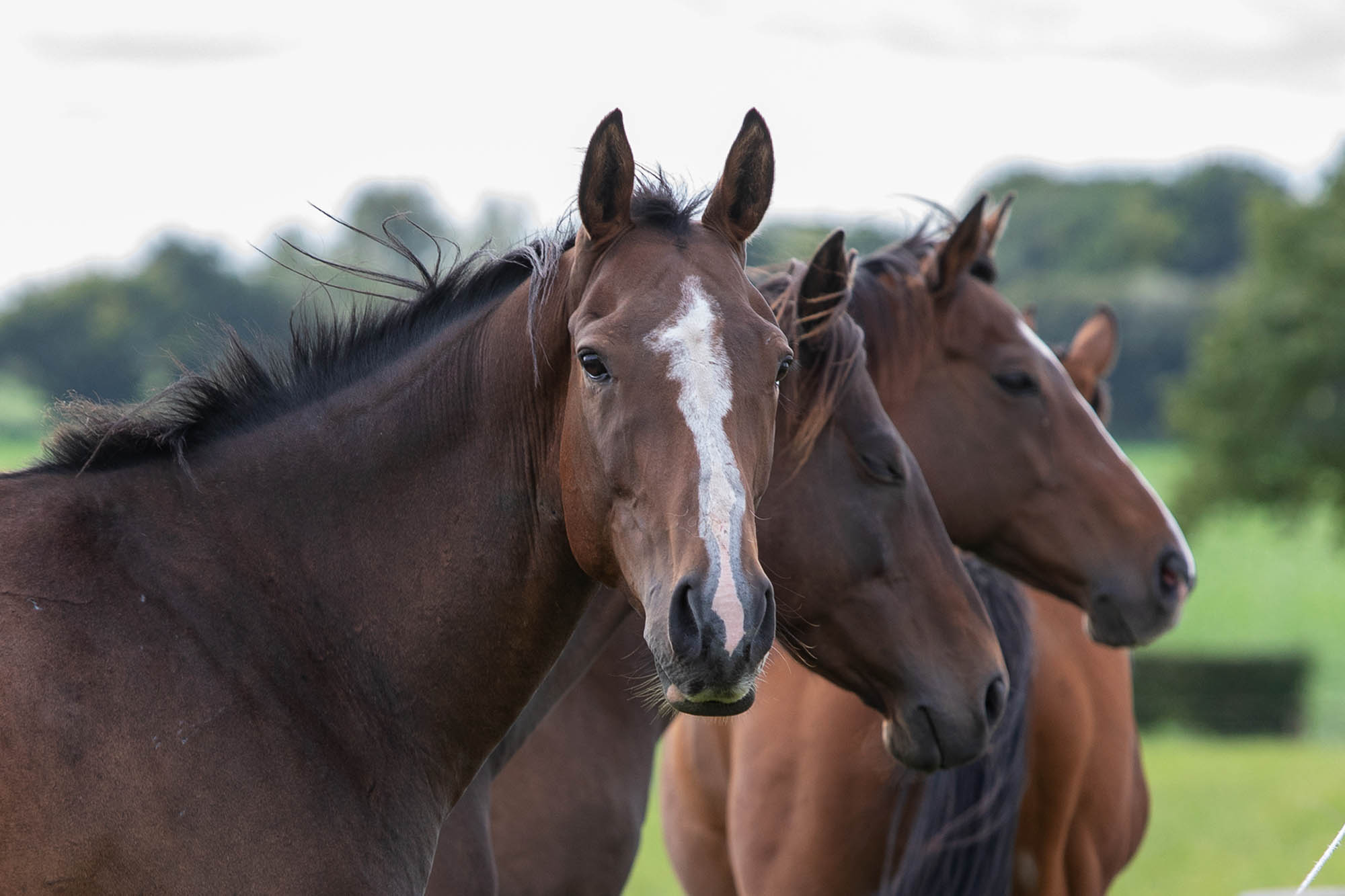 Our past Conferences - World Horse Welfare