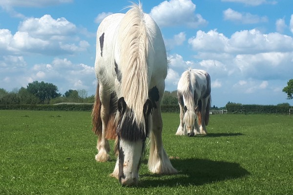 two white horses grazing on a sunny day