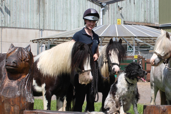 A rider with her piebald ponies