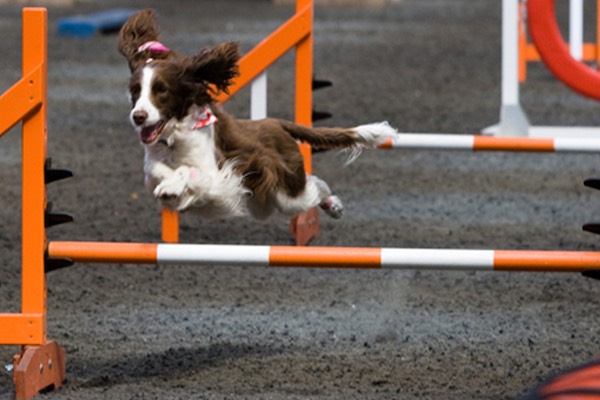 A dog mid leap on a jump course