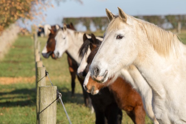 A line of horses stretching into the distance