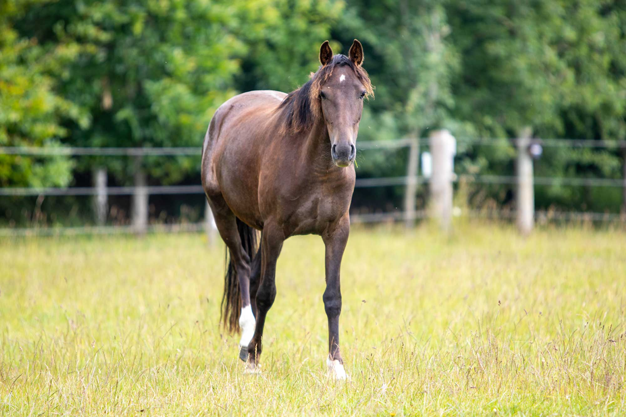 Our Culture - World Horse Welfare