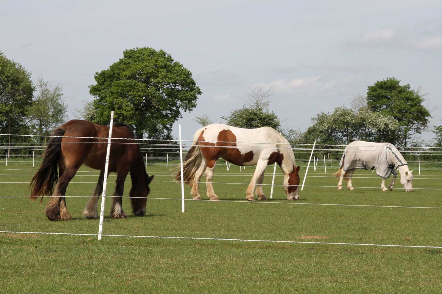 Alternative grazing systems - World Horse Welfare