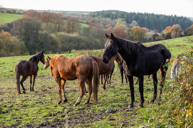 Double the difference you can make for rescued horses during the Big Give 2021