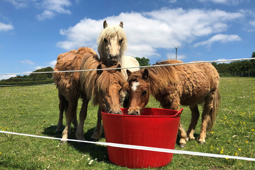 Three Shetland Ponies stood by a large red bucket