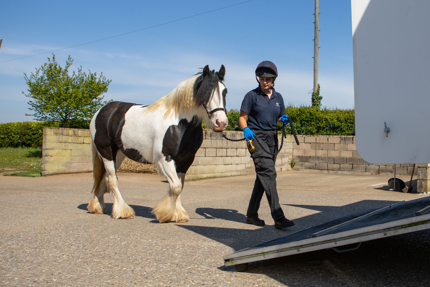 Transporting your horse safely