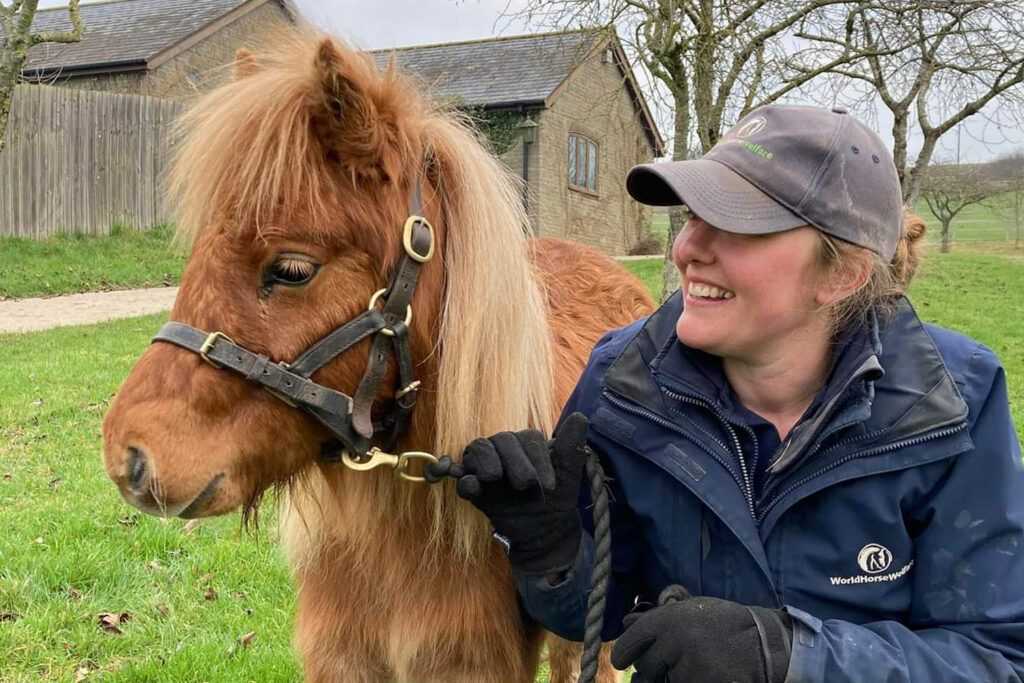 Chestnut Shetland Pony with World Horse Welfare groom