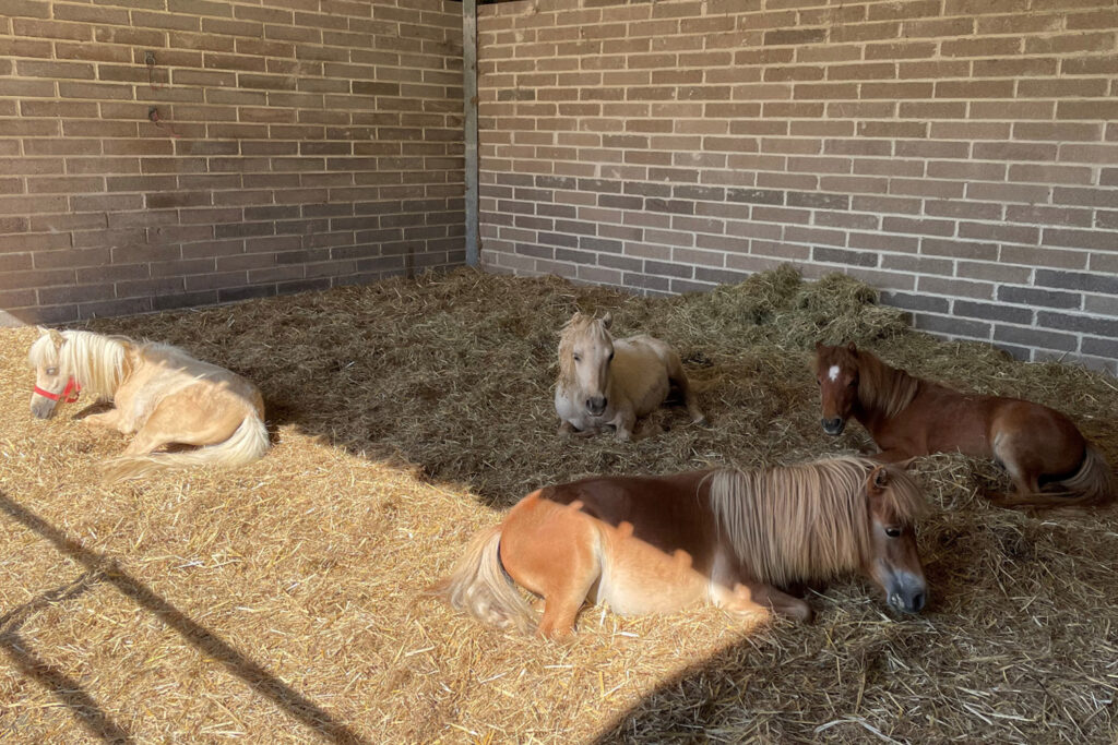 Four Shetland Ponies lying down in a barn