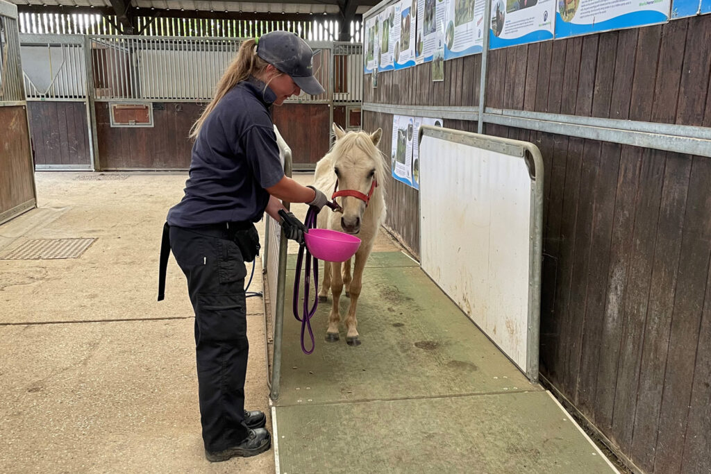 Shetland Pony stood on a weighbridge