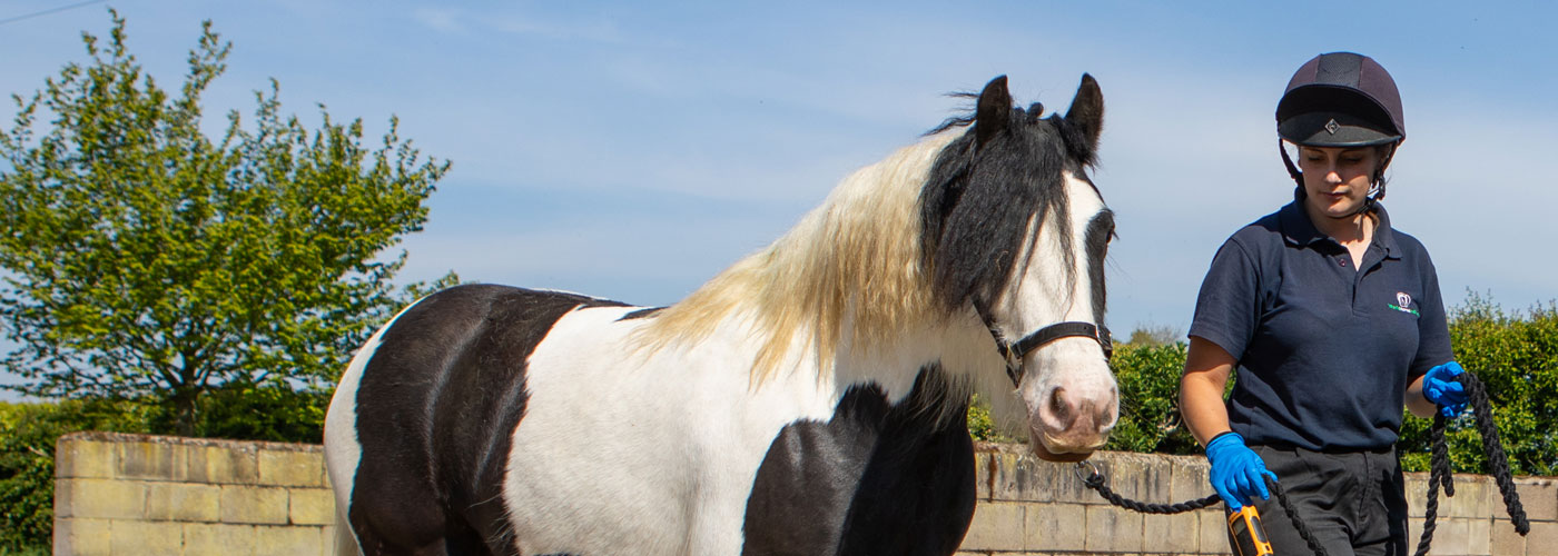 which side to travel horse in trailer