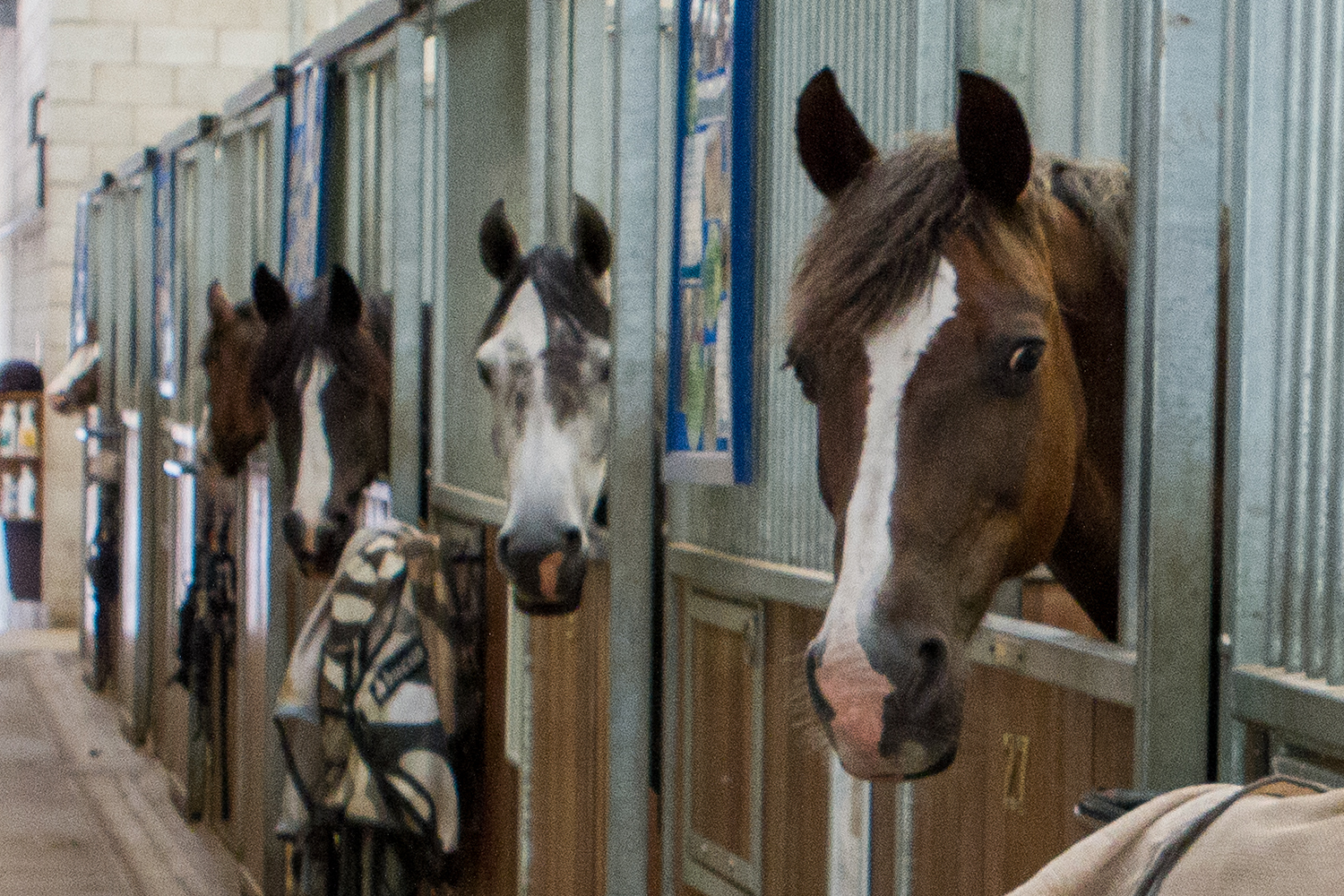 Webinar: Can a stabled horse ever truly be a happy horse?