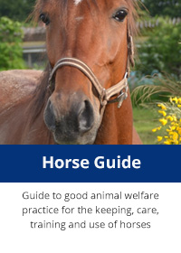 Horse guide report cover