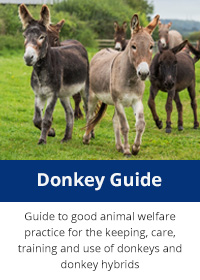Donkey guide report cover
